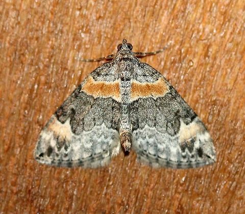 Dysstroma hersiliata Attracted to an incandescent porch light. Warm night, mid-70s F (cooled down later), and humid. MacLean (2006) describes this species as "uncommon" in Minnesota (MacLean, David B. (2006) "Preliminary Inventory of Lepidoptera From Cook County, Minnesota: Hesperioidea, Papilionoidea, Drepanoidea, Geometroidea, Bombycoidea, Sphingoidea and Noctuoidea," The Great Lakes Entomologist: Vol. 39: No. 2, Article 3.). Dysstroma hersiliata,Geotagged,Lepidoptera,Summer,United States,insect,moth