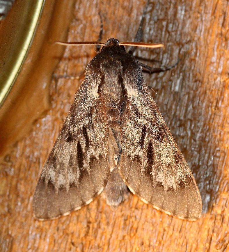 Lapara bombycoides Attracted to an incandescent porch light. Warm night, mid-70s F (cooled down later), and humid. There are few reports from Minnesota of this large moth in spite of the abundance of suitable larval host plants (pines, tamaracks). Geotagged,Lapara bombycoides,Lepidoptera,Northern pine sphinx,Summer,United States,gray moth,insect,moth,sphinx moth