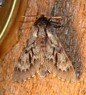 Lapara bombycoides Attracted to an incandescent porch light. Warm night, mid-70s F (cooled down later), and humid. There are few reports from Minnesota of this large moth in spite of the abundance of suitable larval host plants (pines, tamaracks). Geotagged,Lapara bombycoides,Lepidoptera,Northern pine sphinx,Summer,United States,gray moth,insect,moth,sphinx moth