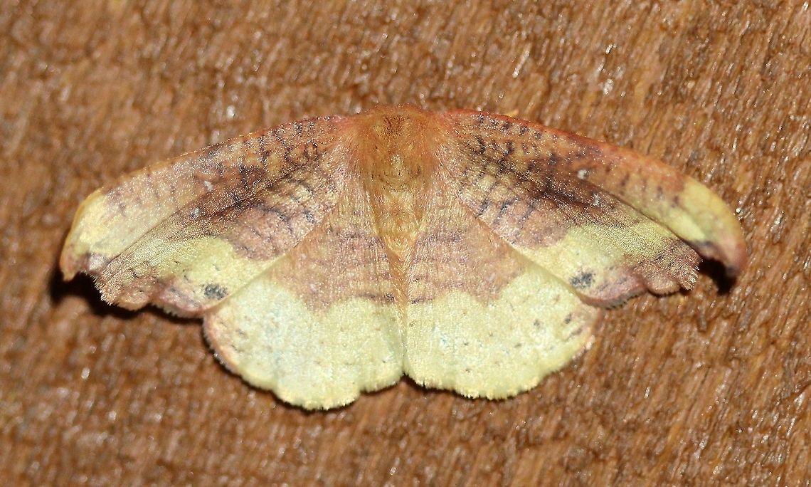 Oreta rosea Attracted to an incandescent porch light. Warm night, mid-70s F (cooled down later), and humid. The second year this moth was seen here. Carlton County is one of only three known locations for this species in Minnesota. The other two are Pine (August 2018) and Cook (July 2006) counties.<br />
<br />
MacLean (2006) describes this species as "rare" during his moth surveys in Cook County, Minnesota (MacLean, David B. (2006) "Preliminary Inventory of Lepidoptera From Cook County, Minnesota: Hesperioidea, Papilionoidea, Drepanoidea, Geometroidea, Bombycoidea, Sphingoidea and Noctuoidea," The Great Lakes Entomologist: Vol. 39: No. 2, Article 3.).<br />
<br />
<figure class="photo"><a href="https://www.jungledragon.com/image/76174/oreta_rosea.html" title="Oreta rosea"><img src="https://s3.amazonaws.com/media.jungledragon.com/images/3383/76174_thumb.JPG?AWSAccessKeyId=05GMT0V3GWVNE7GGM1R2&Expires=1769040010&Signature=SMhqMXuV9TuDYRpQ4xp412VRm6c%3D" width="200" height="124" alt="Oreta rosea The second known occurrence of this species in Minnesota. Geotagged,Lepidoptera,Oreta rosea,Summer,United States,insect,moth" /></a></figure> Geotagged,Lepidoptera,Oreta rosea,Rose Hooktip Moth,Summer,United States,insect,moth