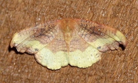 Oreta rosea Attracted to an incandescent porch light. Warm night, mid-70s F (cooled down later), and humid. The second year this moth was seen here. Carlton County is one of only three known locations for this species in Minnesota. The other two are Pine (August 2018) and Cook (July 2006) counties.

MacLean (2006) describes this species as "rare" during his moth surveys in Cook County, Minnesota (MacLean, David B. (2006) "Preliminary Inventory of Lepidoptera From Cook County, Minnesota: Hesperioidea, Papilionoidea, Drepanoidea, Geometroidea, Bombycoidea, Sphingoidea and Noctuoidea," The Great Lakes Entomologist: Vol. 39: No. 2, Article 3.).

https://www.jungledragon.com/image/76174/oreta_rosea.html Geotagged,Lepidoptera,Oreta rosea,Rose Hooktip Moth,Summer,United States,insect,moth