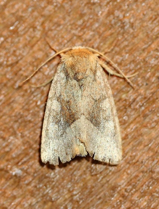Lacinipolia lorea A frayed and worn specimen. Geotagged,Lacinipolia lorea,Lepidoptera,Summer,United States,insect,moth