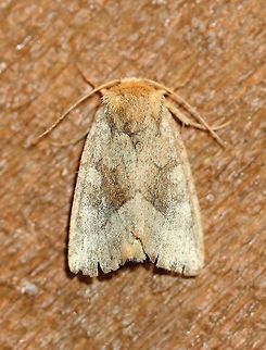 Lacinipolia lorea A frayed and worn specimen. Geotagged,Lacinipolia lorea,Lepidoptera,Summer,United States,insect,moth