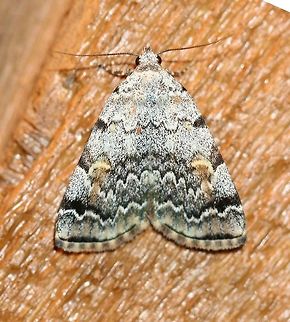 Idia americalis There are three tiny reddish mites near the top of the wings. American idia,Geotagged,Idia americalis,Lepidoptera,Summer,United States,idia,insect,mites,moth