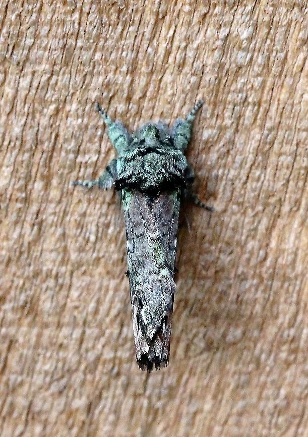 Schizura unicornis  Geotagged,Lepidoptera,Schizura unicornis,Summer,Unicorn Caterpillar Moth,United States,insect,moth