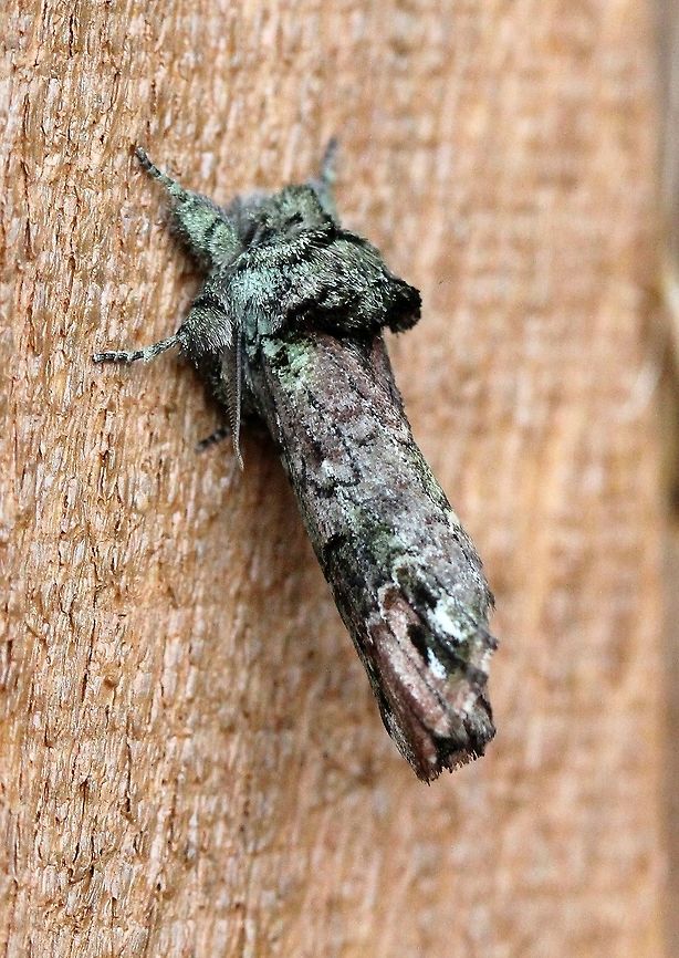 Schizura unicornis  Geotagged,Lepidoptera,Schizura unicornis,Summer,Unicorn Caterpillar Moth,United States,insect,moth