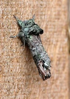 Schizura unicornis  Geotagged,Lepidoptera,Schizura unicornis,Summer,Unicorn Caterpillar Moth,United States,insect,moth