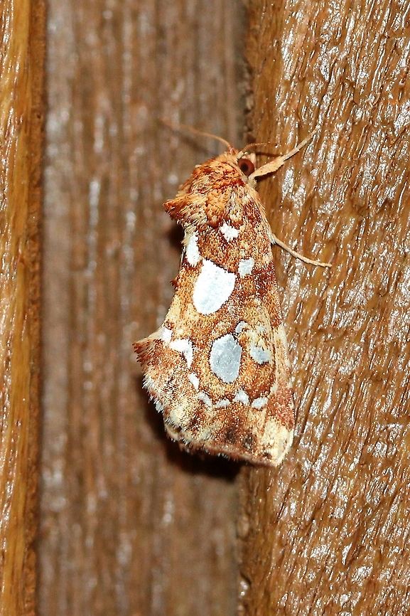 Callopistria cordata  Callopistria cordata,Geotagged,Lepidoptera,Summer,United States,insect,moth