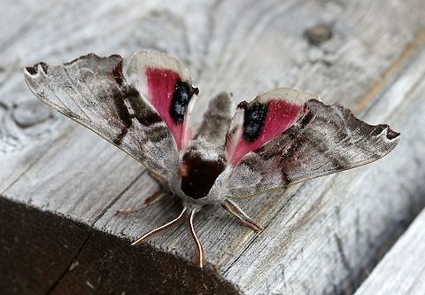 Smerinthus jamaicensis Displaying eyespots after being handled. Geotagged,Smerinthus jamaicensis,Summer,Twin-spotted Sphinx,Twin-spotted sphinx,United States,eyespots,lepidoptera,moth,sphnx moth