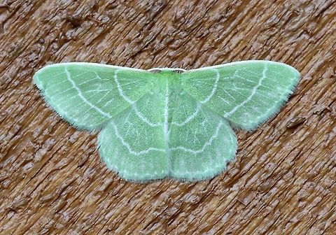Synchlora aerata  Geotagged,Lepidoptera,Summer,Synchlora aerata,United States,Wavy-Lined Emerald,Wavy-lined emerald moth,emerald,green moth,insect,moth