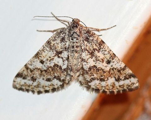 Eufidonia notataria  Eufidonia notataria,Geotagged,Lepidoptera,Summer,United States,insect,moth