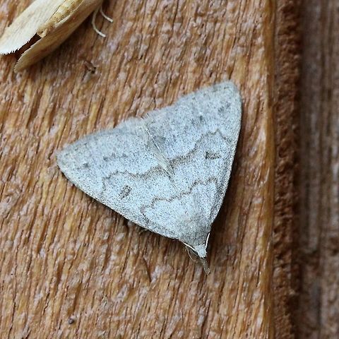 Chytolita morbidalis  Chytolita morbidalis,Geotagged,Lepidoptera,Morbid Owlet,Summer,United States,insect,litter moth,moth