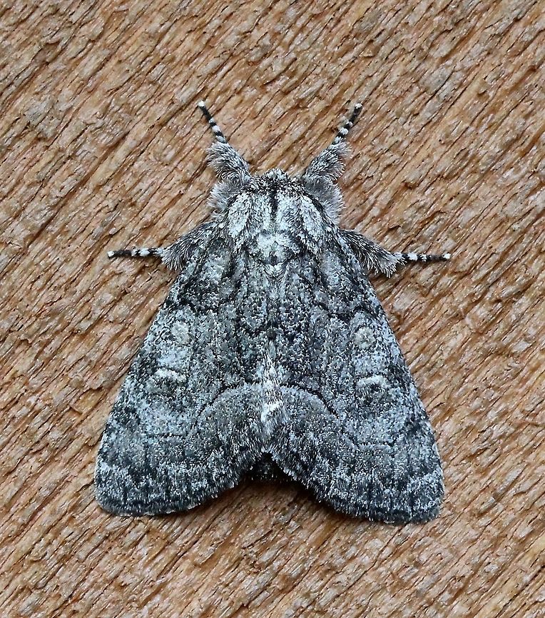 Raphia frater  Geotagged,Lepidoptera,Raphia frater,Summer,United States,gray moth,insect,moth