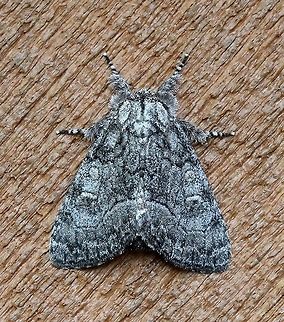Raphia frater  Geotagged,Lepidoptera,Raphia frater,Summer,United States,gray moth,insect,moth