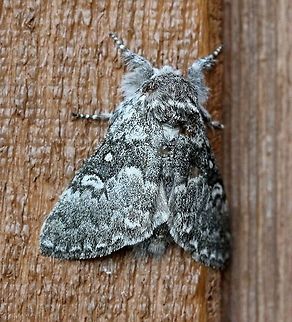 Colocasia propinquilinea  Closebanded yellowhorn,Colocasia  propinquilinea,Geotagged,Lepidoptera,Summer,United States,insect,moth