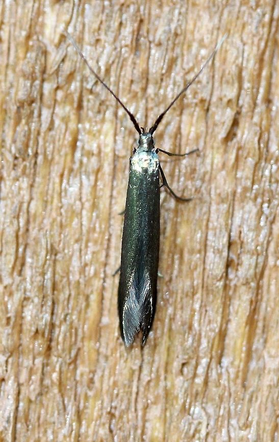 Coleophora trifolii  Coleophora trifolii,Coleophoridae,Geotagged,Large Clover Casebearer,Lepidoptera,Summer,United States,insect,moth