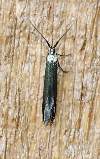 Coleophora trifolii  Coleophora trifolii,Coleophoridae,Geotagged,Large Clover Casebearer,Lepidoptera,Summer,United States,insect,moth