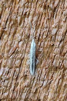 Coleophora quadruplex  Casebearer Moth,Coleophora quadruplex,Coleophoridae,Geotagged,Lepidoptera,Summer,United States,insect,moth
