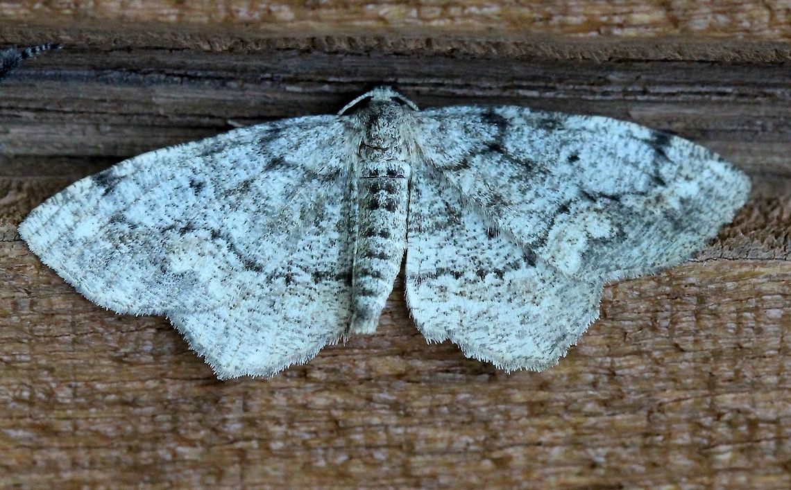 Hypagyrtis piniata  Geometridae,Geotagged,Hypagyrtis piniata,Lepidoptera,Pine Measuringworm,Summer,United States,insect,moth