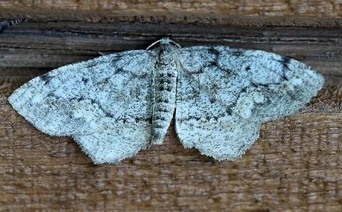 Hypagyrtis piniata  Geometridae,Geotagged,Hypagyrtis piniata,Lepidoptera,Pine Measuringworm,Summer,United States,insect,moth
