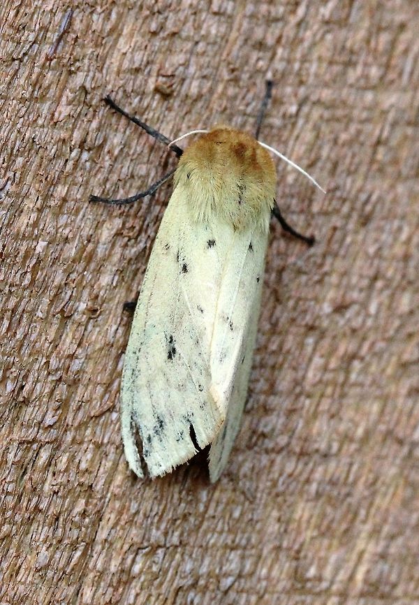 Pyrrharctia isabella A bit faded and worn. Banded woolly bear,Erebidae,Geotagged,Isabella Tiger Moth,Lepidoptera,Pyrrharctia isabella,Summer,United States,insect,moth,woolly bear