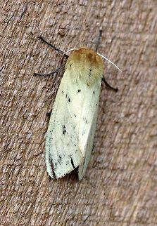 Pyrrharctia isabella A bit faded and worn. Banded woolly bear,Erebidae,Geotagged,Isabella Tiger Moth,Lepidoptera,Pyrrharctia isabella,Summer,United States,insect,moth,woolly bear