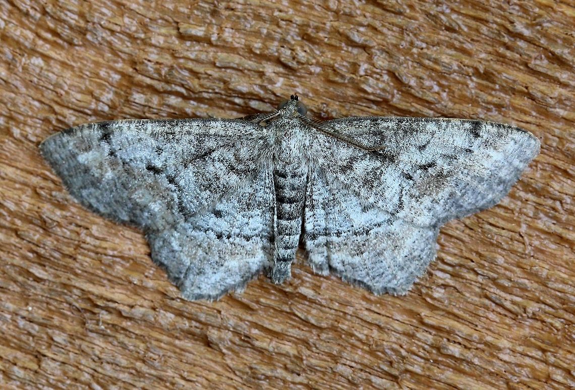 Hypagyrtis piniata One of two individuals resting on the side of the house. Geometridae,Geotagged,Hypagyrtis piniata,Lepidoptera,Summer,United States,insect,moth