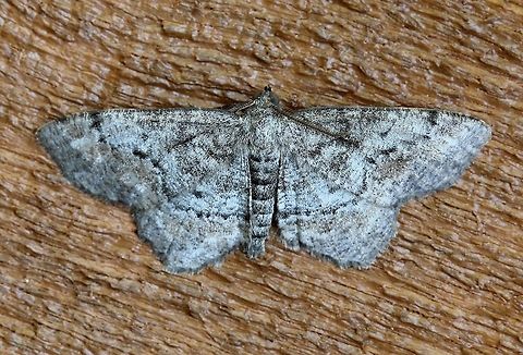 Hypagyrtis piniata One of two individuals resting on the side of the house. Geometridae,Geotagged,Hypagyrtis piniata,Lepidoptera,Summer,United States,insect,moth