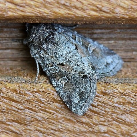 Trichordestra legitima  Geotagged,Lepidoptera,Noctuidae,Striped Garden Caterpillar,Summer,Trichordestra legitima,United States,insect,moth