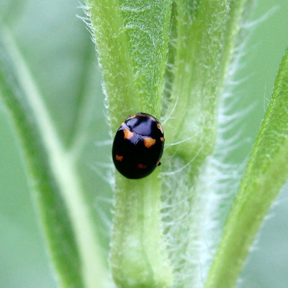 Brachiacantha ursina Pretty sure it is Brachiacantha ursina. Wandering along the stem and leaves of Sawtooth Sunflower (Helianthus grosseratus). Brachiacantha ursina,Coccinellidae,Geotagged,Summer,United States,Ursine Spurleg Lady Beetle,beetle,insect,lady beetle,lady bug