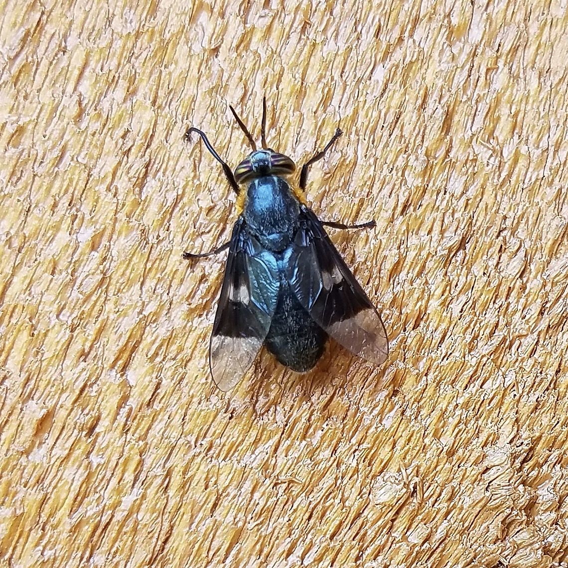 Chrysops cincticornis  Chrysops cincticornis,Diptera,Geotagged,Summer,United States,deer fly,fly,insect