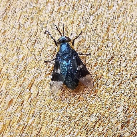 Chrysops cincticornis  Chrysops cincticornis,Diptera,Geotagged,Summer,United States,deer fly,fly,insect