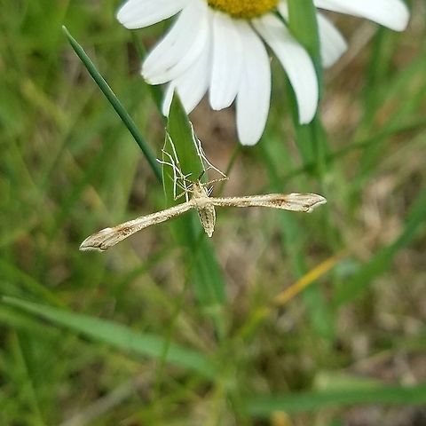 Gillmeria pallidactyla Gillmeria pallidactyla resting on grass in a pasture which also has abundant growth of Common Yarrow (Achillea millefolium) the larval host plant of this species. Geotagged,Gillmeria pallidactyla,Lepidoptera,Plume Moth,Pterophoridae,Summer,United States,Yarrow Plume Moth,insect,moth
