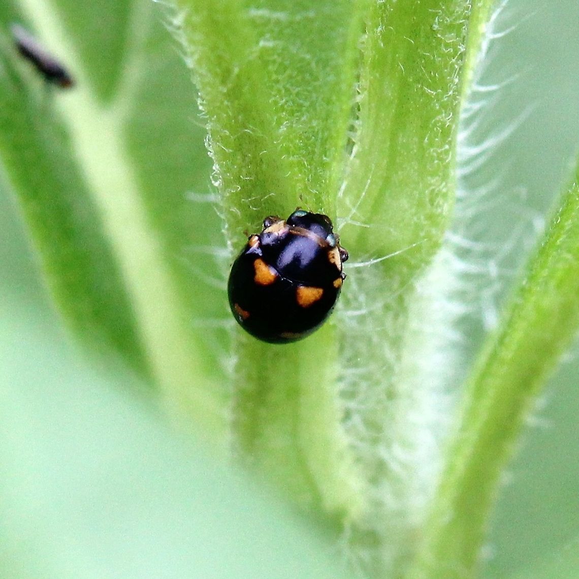 Brachiacantha ursina Brachiacantha ursina showing some detail of the head and face. Wandering along the stem and leaves of Sawtooth Sunflower (Helianthus grosseratus). Brachiacantha ursina,Coccinellidae,Geotagged,Summer,United States,Ursine Spurleg Lady Beetle,beetle,insect,lady beetle,lady bug