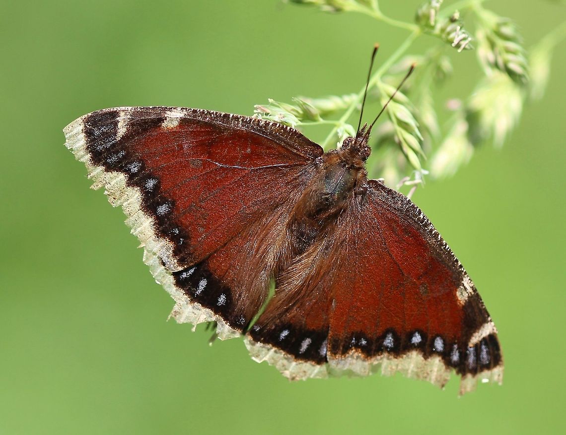 Nymphalis antiopa Nymphalis antiopa,  a bit worn along the edges, resting on Canary Grass (Phalaris arundinacea) flowers. Geotagged,Lepidoptera,Mourning Cloak,Nymphalidae,Nymphalis antiopa,Summer,United States,butterfly,grass,insect