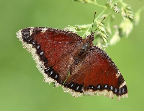 Nymphalis antiopa Nymphalis antiopa,  a bit worn along the edges, resting on Canary Grass (Phalaris arundinacea) flowers. Geotagged,Lepidoptera,Mourning Cloak,Nymphalidae,Nymphalis antiopa,Summer,United States,butterfly,grass,insect