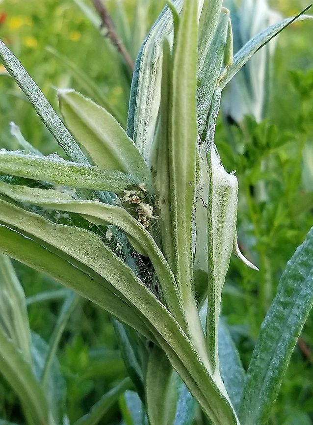 Painted Lady Butterfly (Vanessa virginiensis) larval nest Larval nest of the Painted Lady Butterfly (Vanessa virginiensis) in leaves of Pearly Everlasting (Anaphalis margaritacea). Part of the caterpillar is visible in the lower left of the nest. American Painted Lady,Anaphalis margaritacea,Geotagged,Lepidoptera,Painted Lady Butterfly,Pearly Everlasting,Summer,United States,Vanessa virginiensis,butterfly,caterpillar,insect