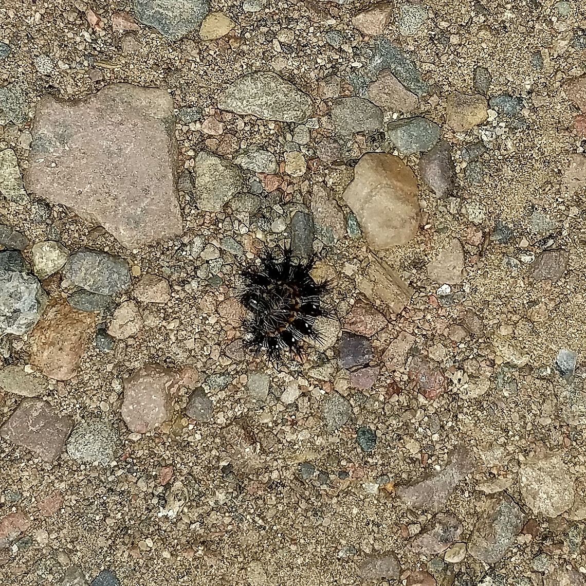 Vanessa virginiensis larva A Vanessa virginiensis larva removed (temporarily) from its nest on Pearly Everlasting (Anaphalis margaritacea). American Painted Lady,Anaphalis margaritacea,Geotagged,Lepidoptera,Painted Lady Butterfly,Pearly Everlasting,Summer,United States,Vanessa virginiensis,butterfly,caterpillar,insect