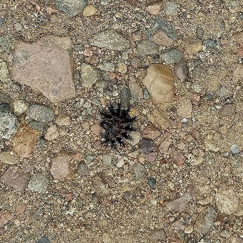 Vanessa virginiensis larva A Vanessa virginiensis larva removed (temporarily) from its nest on Pearly Everlasting (Anaphalis margaritacea). American Painted Lady,Anaphalis margaritacea,Geotagged,Lepidoptera,Painted Lady Butterfly,Pearly Everlasting,Summer,United States,Vanessa virginiensis,butterfly,caterpillar,insect