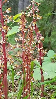 Corallorhiza maculata var. occidentalis Cluster of Corallorhiza maculata var. occidentalis flowering stalks growing beneath Jack Pine (Pinus banksiana) and Black Spruce (Picea mariana) on a mesic site. There were hundreds of these orchids flowering beneath the trees. Corallorhiza maculata,Corallorhiza maculata var. occidentalis,Geotagged,Orchidaceae,Summer,United States,Western Spotted Coralroot,black spruce,coralroot,flower,forest,jack pine,orchid,pines