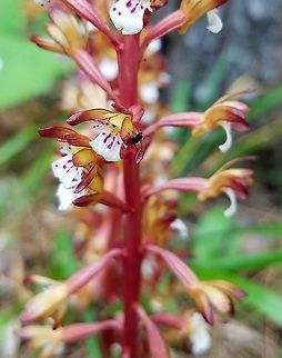 Corallorhiza maculata var. occidentalis Corallorhiza maculata var. occidentalis flower detail. This plant was growing beneath Jack Pine (Pinus banksiana) and Black Spruce (Picea mariana) on a mesic site. There were hundreds of these orchids flowering beneath the trees. Corallorhiza maculata,Corallorhiza maculata var. occidentalis,Geotagged,Orchidaceae,Summer,United States,Western Spotted Coralroot,black spruce,coralroot,flower,forest,jack pine,orchid,pines