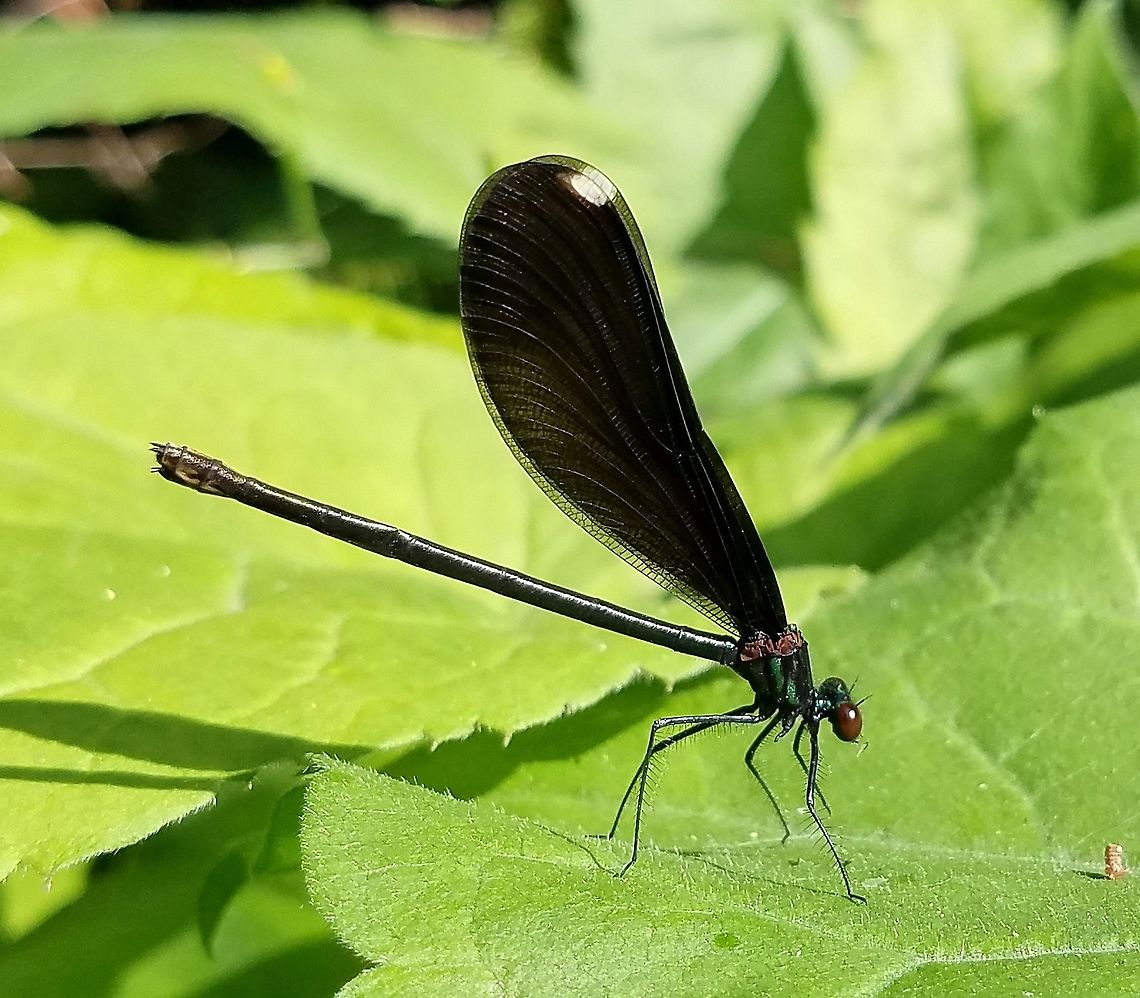 Female Calopteryx maculata A female Calopteryx maculata resting on a leaf at the edge of the woods. From here she swooped out repeatedly and caught many tiny flying insects. Males do not have white spots on their wings. Calopteryx maculata,Ebony Jewelwing,Geotagged,Minnesota,Odonata,Summer,United States,Zygoptera,damselfly,female,insect,odont