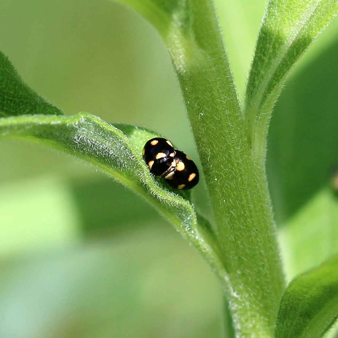 Brachiacantha decempustulata I think this may be  Brachiacantha decempustulata as the spots appear to be yellow not orange as in Brachiacantha ursina. Pair on Canada Goldenrod (Solidago canadense) in an old field. Brachiacantha decempustulata,Brachiacantha ursina,Coccinellidae,Geotagged,Summer,United States,beetle,insect,lady beetle,ladybug,ten-spotted spurleg