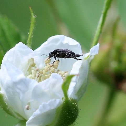 Mordella atrata Mordella atrata feeding on Blackberry (Rubus allegheniensis) pollen. Coleoptera,Geotagged,Mordella,Mordella atrata,Rubus allegheniensis,Summer,United States,beetle,insect,tumbling flower beetle