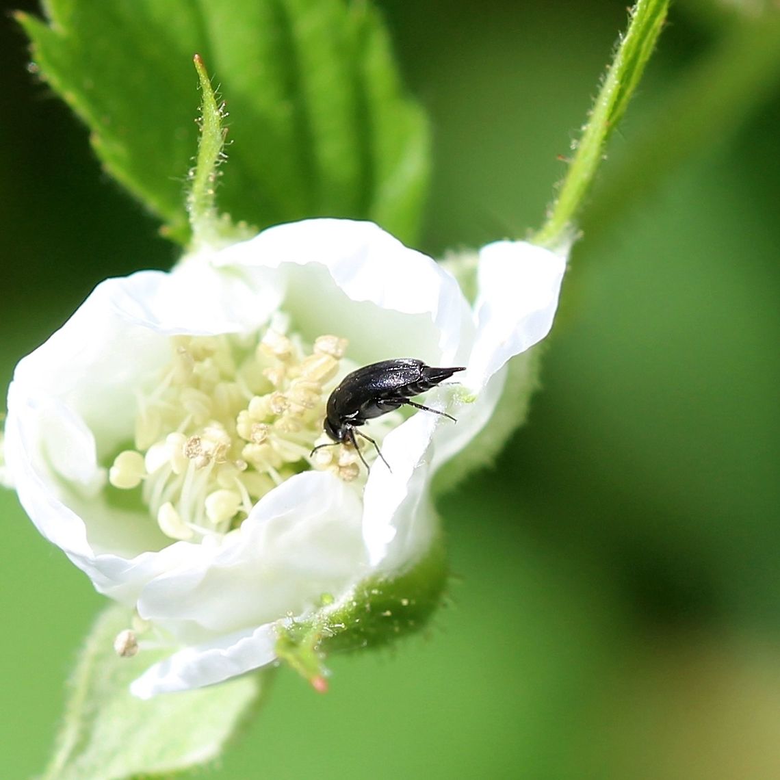 Mordella atrata Mordella atrata feeding on Blackberry (Rubus allegheniensis) pollen. Coleoptera,Geotagged,Mordella,Mordella atrata,Rubus allegheniensis,Summer,United States,beetle,insect,tumbling flower beetle