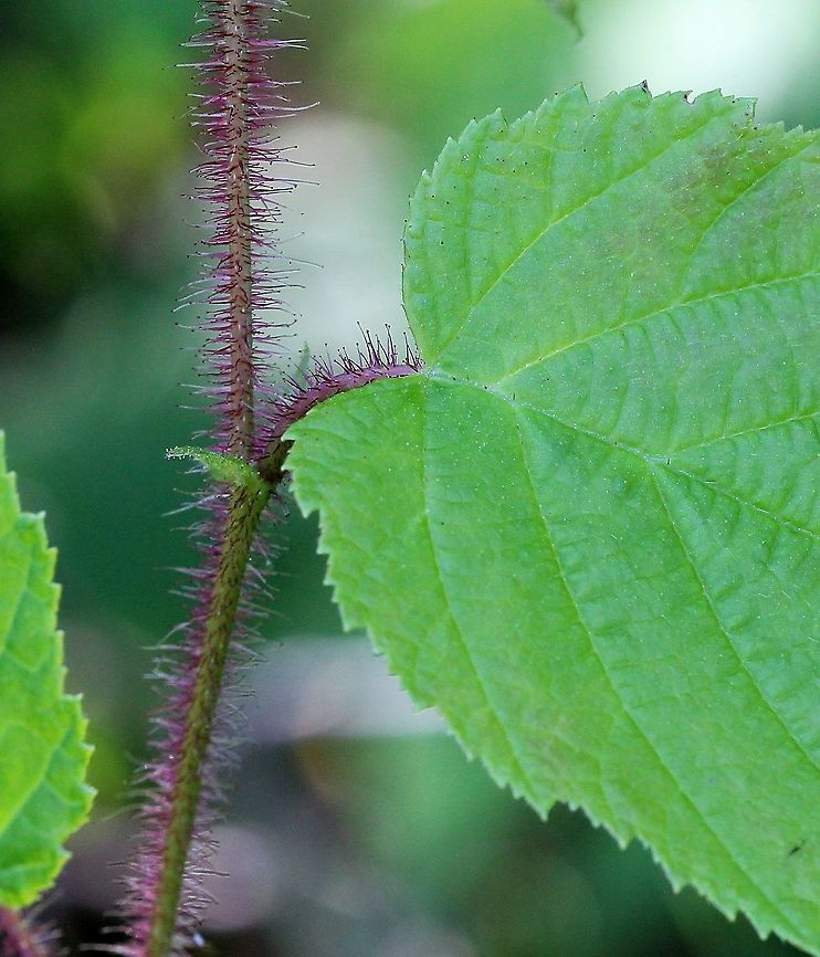 Corylus americana Corylus americana detail of leaf base and leaf margin and stalked glandular hairs on petiole and stem. The glandular hairs on the stem persist through the winter and into the following spring. They do not occur on Beaked Hazel (Corylus cornuta) which has smooth stems or occasionally a few eglandular soft hairs. American hazelnut,Corylus americana,Geotagged,Summer,United States,glandular hairs,leaf,leaf base,petiole,shrub