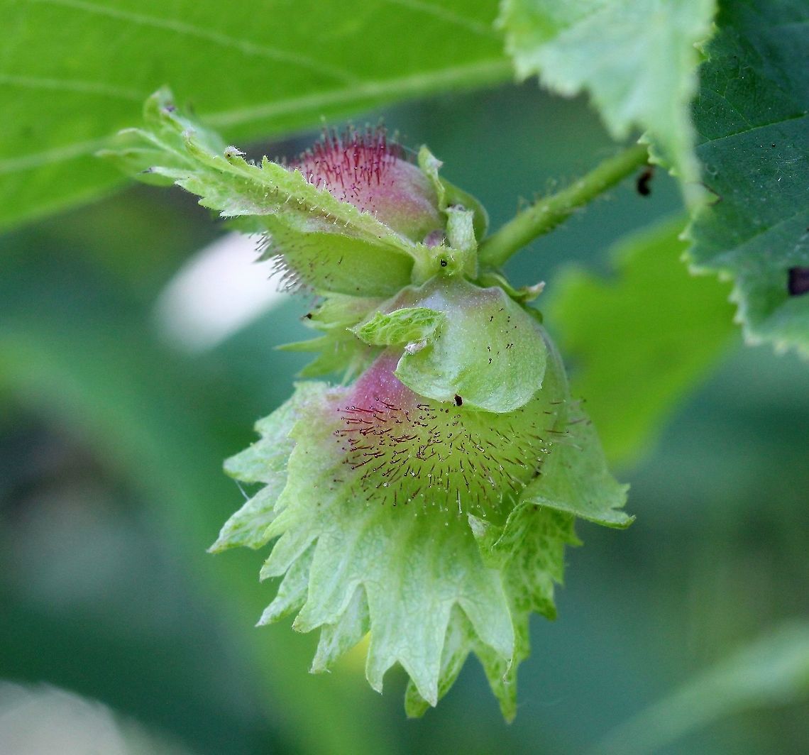 Corylus americana Corylus americana developing fruit husk showing stalked glandular hairs on surface. American hazelnut,Corylus americana,Geotagged,Summer,United States,glandular hairs,husk,shrub