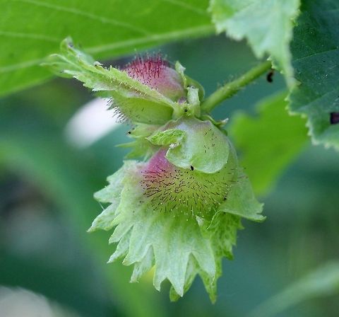 Corylus americana Corylus americana developing fruit husk showing stalked glandular hairs on surface. American hazelnut,Corylus americana,Geotagged,Summer,United States,glandular hairs,husk,shrub