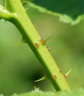 Rubus allegheniensis Rubus allegheniensis stem and thorns. Small glandular hairs are also present on the stem. Allegheny blackberry,Geotagged,Rosaceae,Rubus allegheniensis,Summer,United States,blackberry,plant