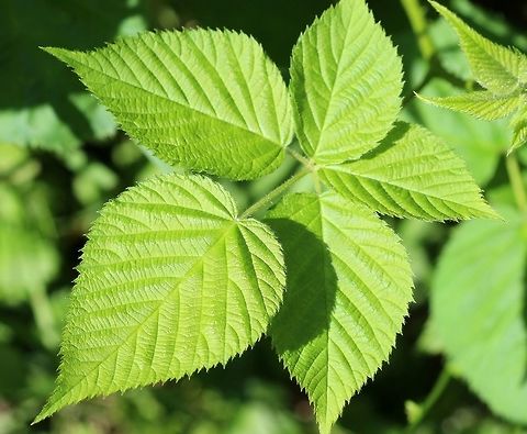Rubus allegheniensis Rubus allegheniensis leaf. Typically there are five leaflets per leaf or occasionally three. Rarely a leaflet may be divided making it appear that there are six leaflets. Allegheny blackberry,Geotagged,Rosaceae,Rubus allegheniensis,Summer,United States,blackberry,plant
